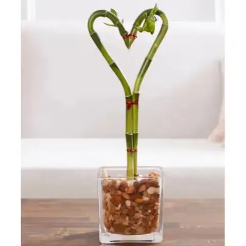 Sweetheart Bamboo