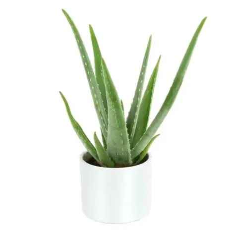 Aloe Vera in Metal Pot, 6 in
