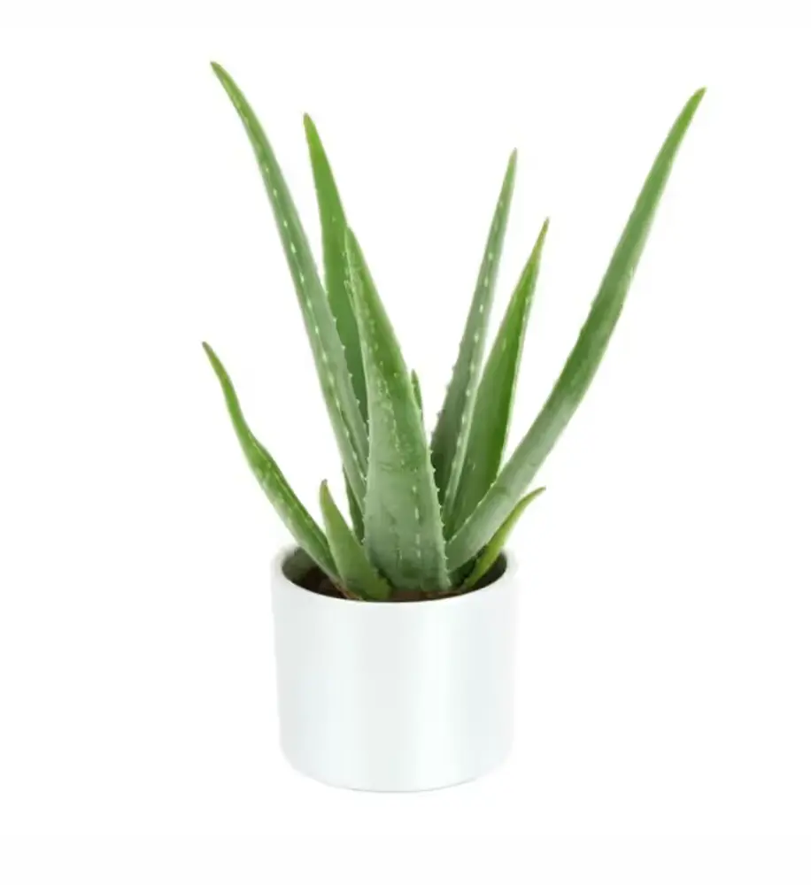 Aloe Vera in Metal Pot, 6 in