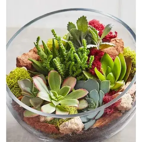 Glass Succulent Terrarium