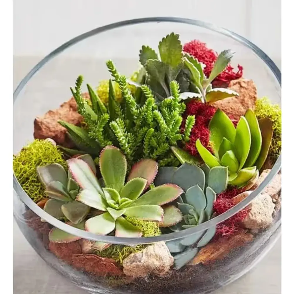 Glass Succulent Terrarium