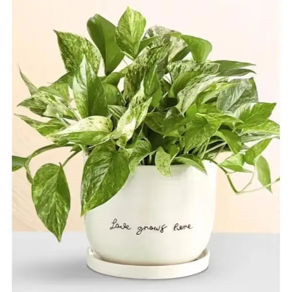 Love Grows Here Pothos