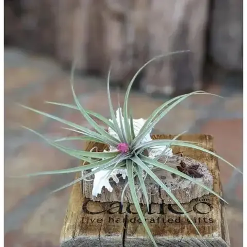 Blooming Air Plant on Driftwood
