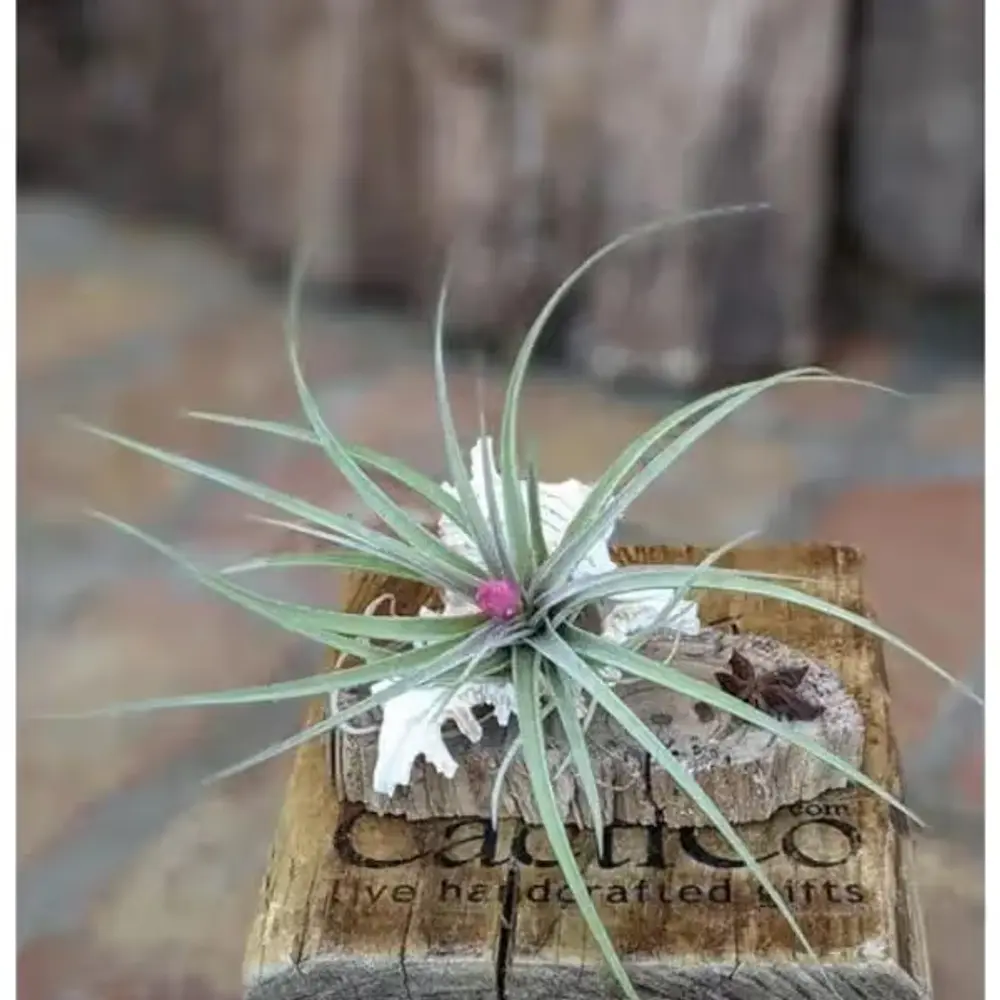 Blooming Air Plant on Driftwood