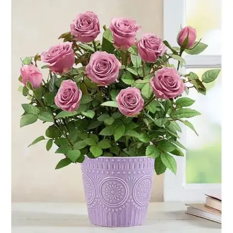 Lavender Rose Plant