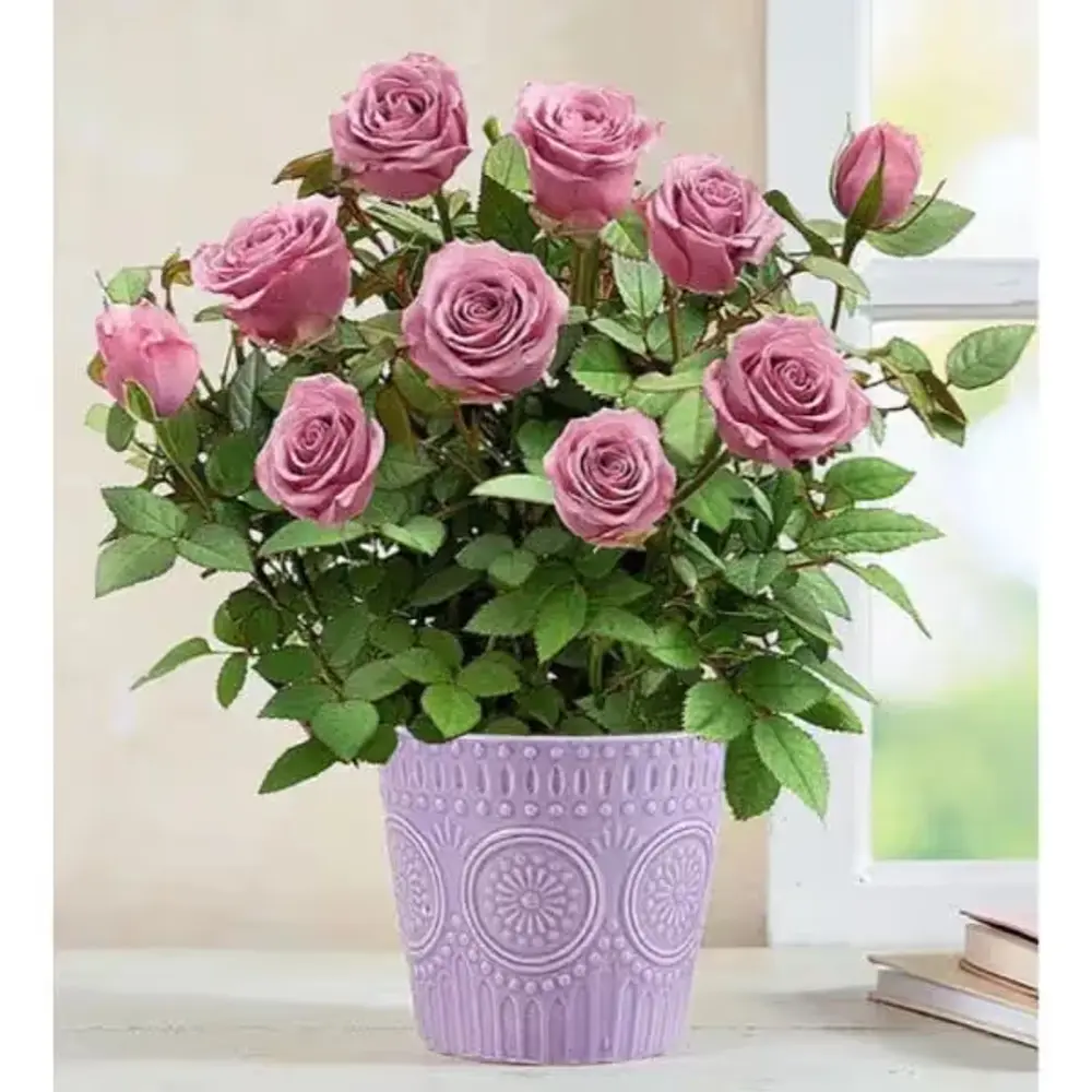 Lavender Rose Plant