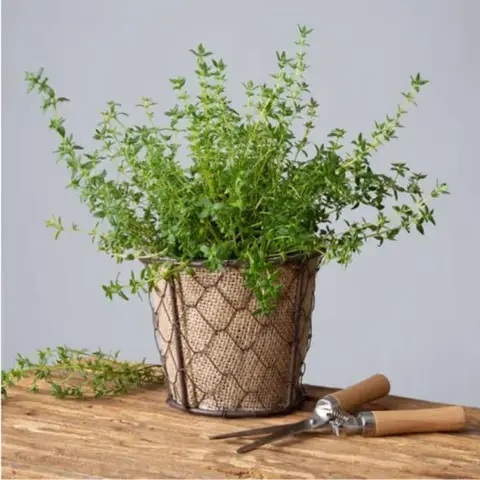 Thyme Herb Plant