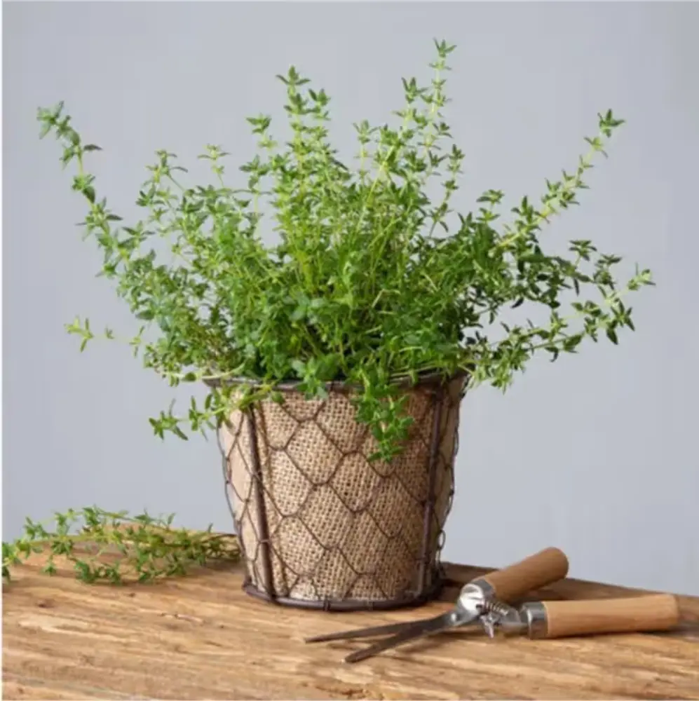 Thyme Herb Plant