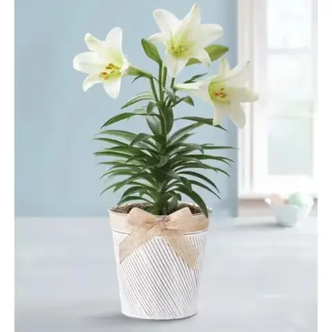 Easter Lily Plant