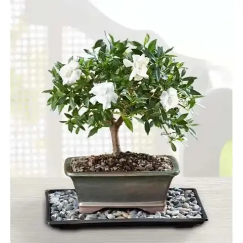 Gardenia Bonsai
