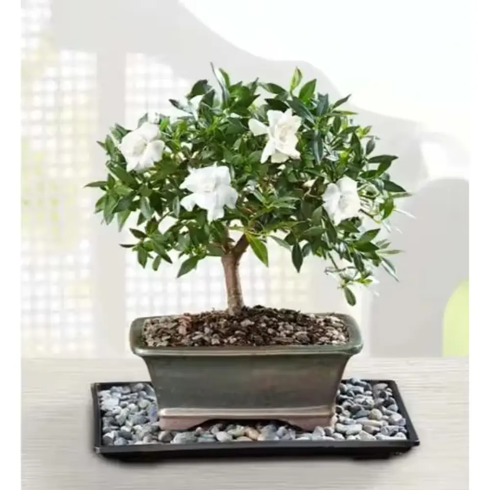 Gardenia Bonsai