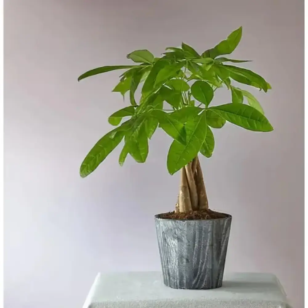 Lucky Day Money Plant