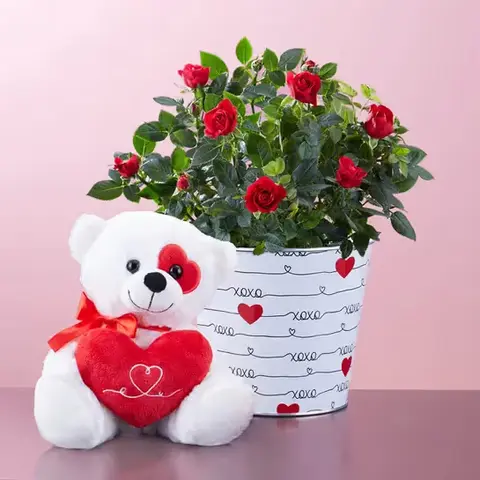 Love Rose Plant with Plush Bear