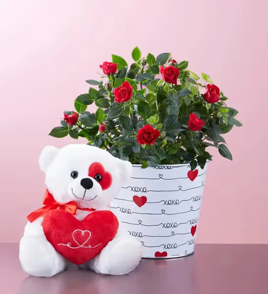 Love Rose Plant with Plush Bear