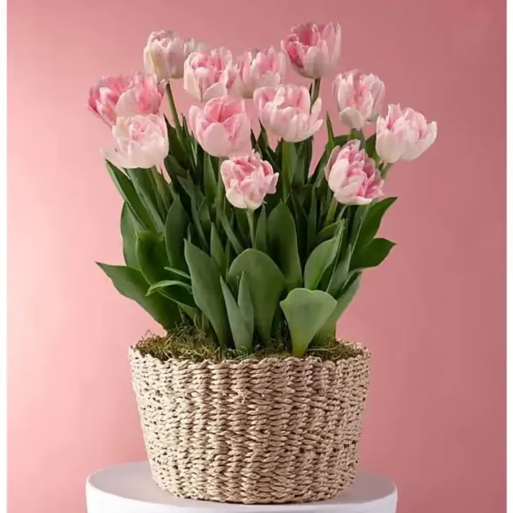 Love in Bloom Tulip Bulb Garden