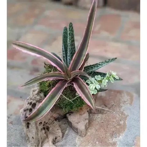 Succulent Kokedama on Driftwood