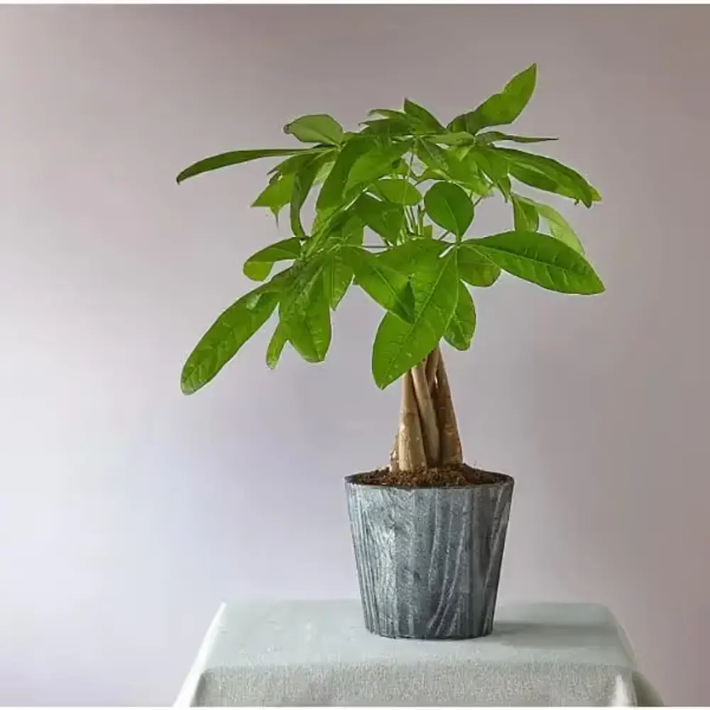 Lucky Day Money Tree