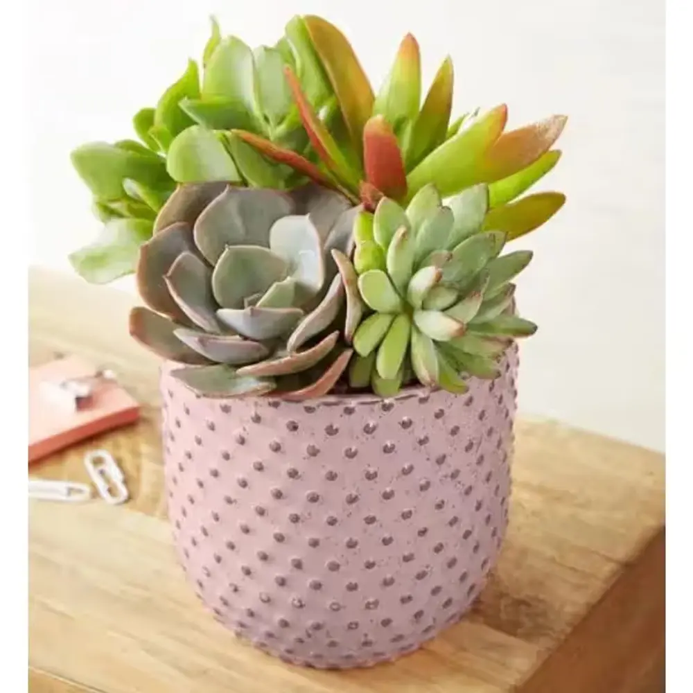 Sweet Succulent Garden