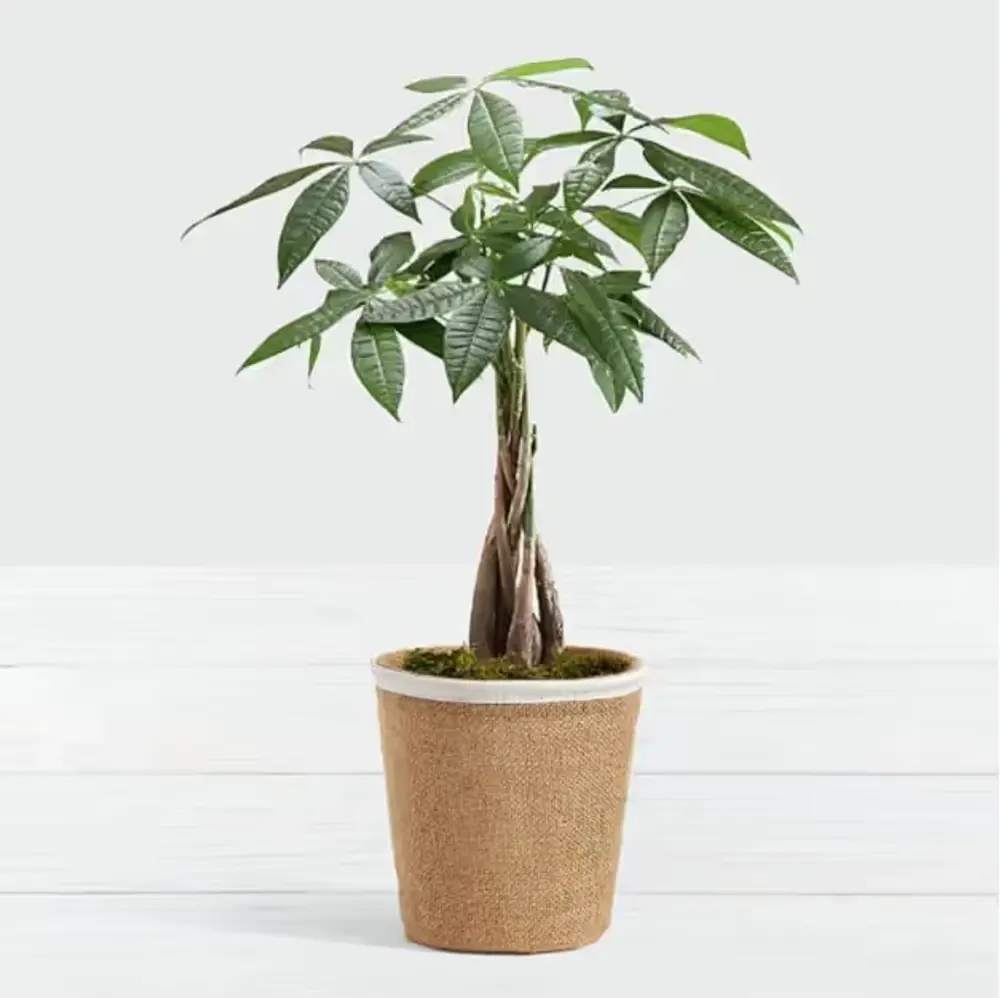 Money Tree in Ceramic Pot