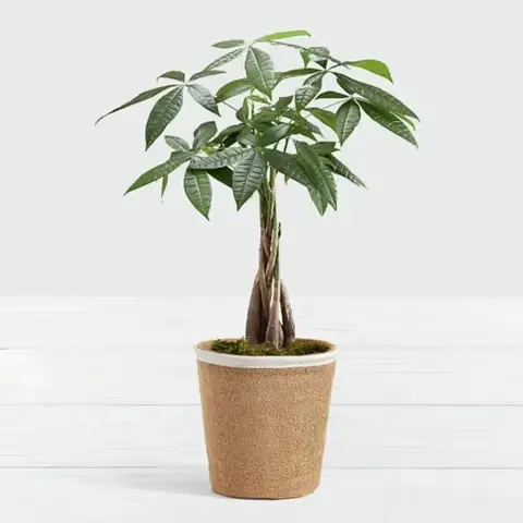 Money Tree in Ceramic Pot