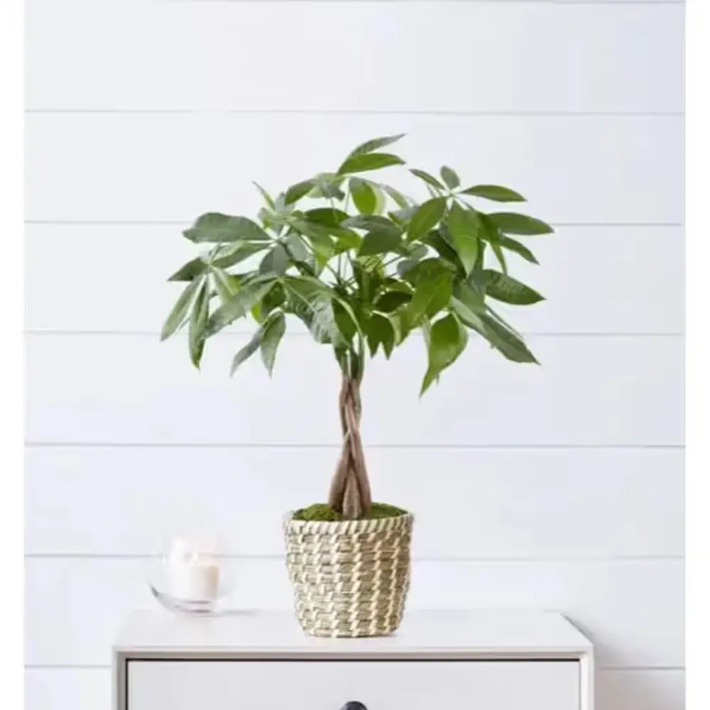 Money Tree Bonsai in Seagrass Basket