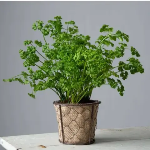 Parsley Herb Plant