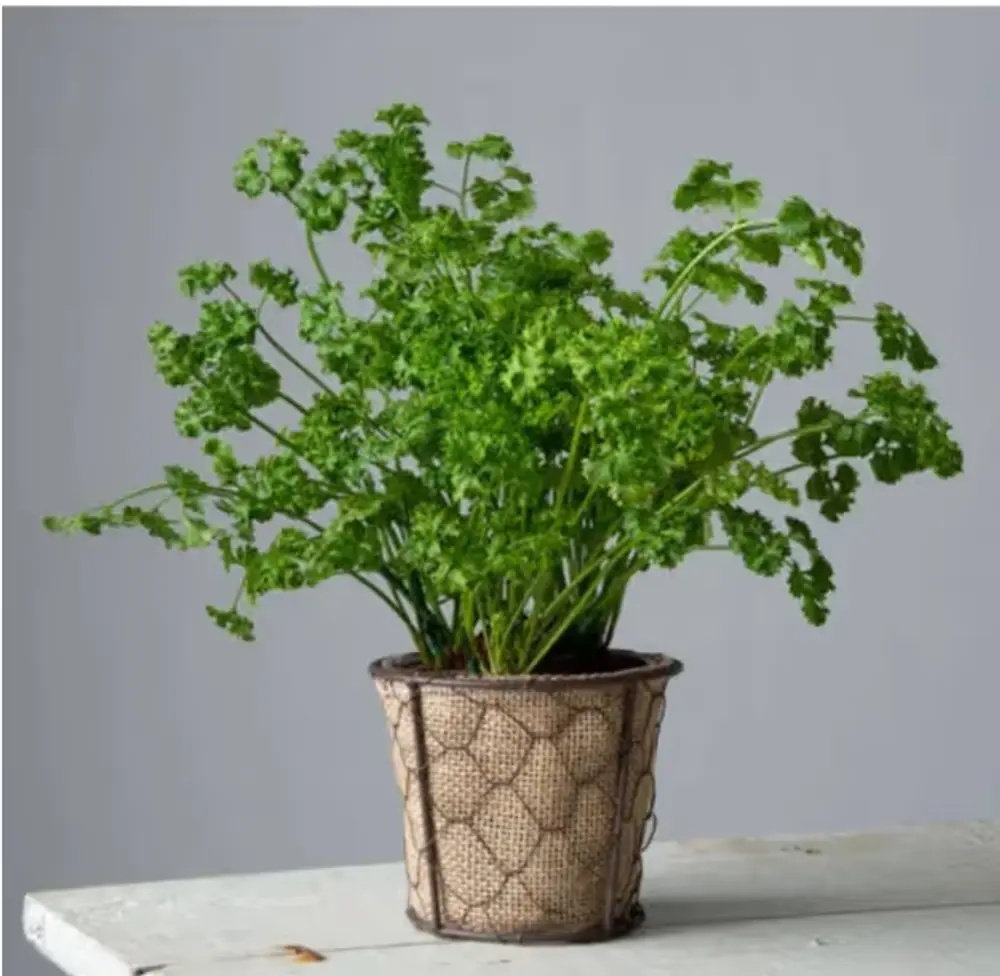 Parsley Herb Plant