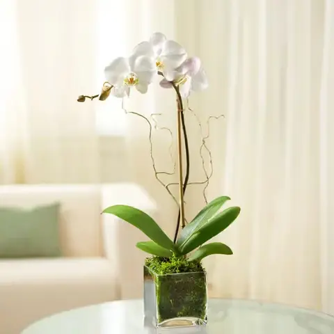 Elegant White Orchid in Glass Cube Planter
