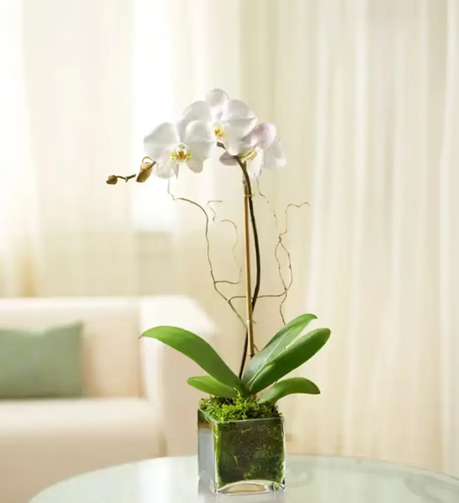 Elegant White Orchid in Glass Cube Planter