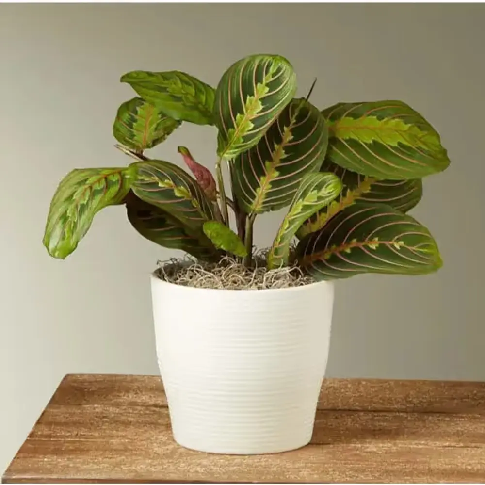 Red Prayer Plant