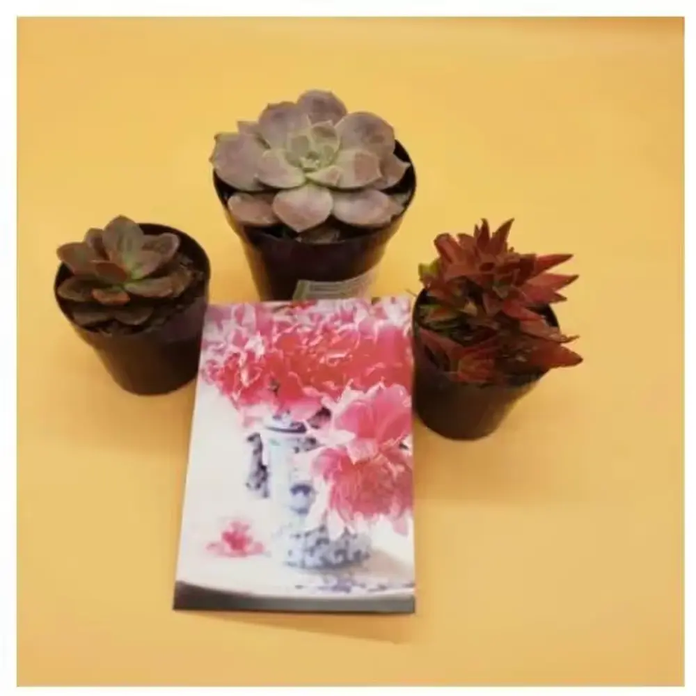 Bunch of Elegant Plants
