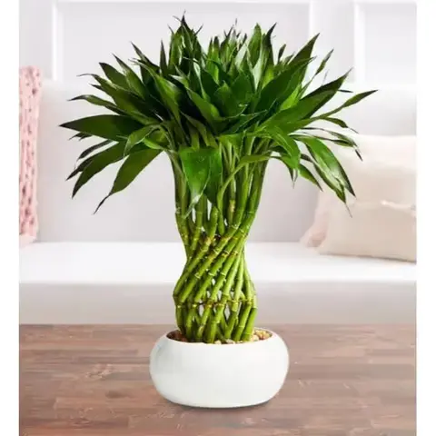 Braided Pineapple Lucky Bamboo
