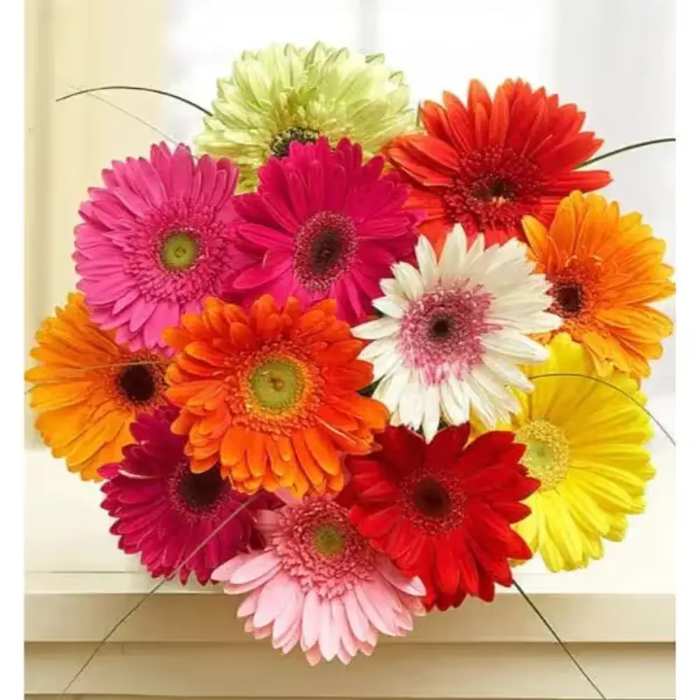 Gerbera Daisies, 12 Stems