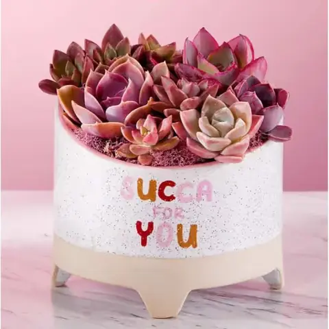 Succa for You Succulent Garden