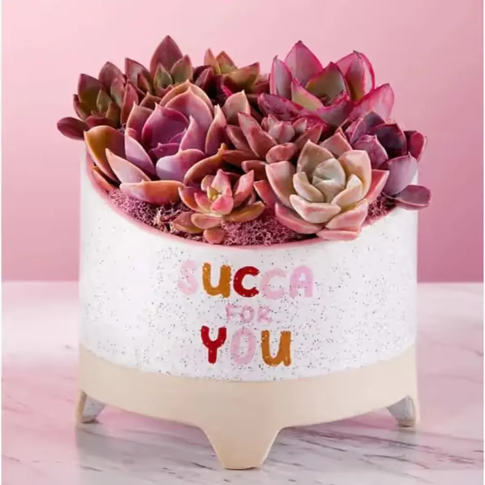 Succa for You Succulent Garden