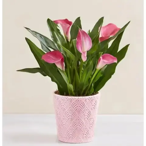 Sweet Blooms Pink Calla Lily