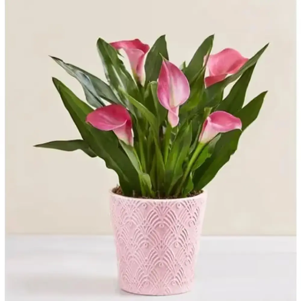 Sweet Blooms Pink Calla Lily