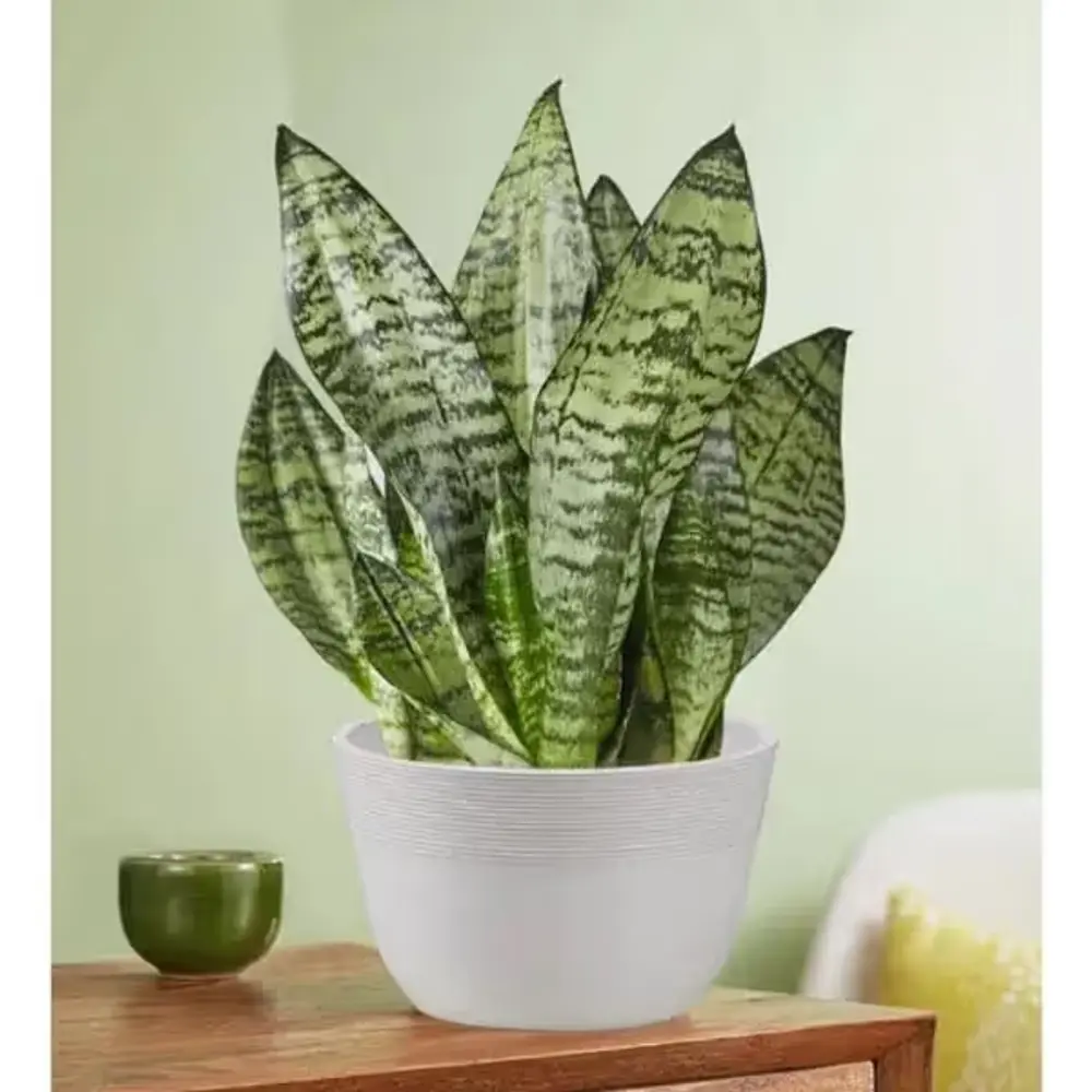 Snake Plant Sansevieria