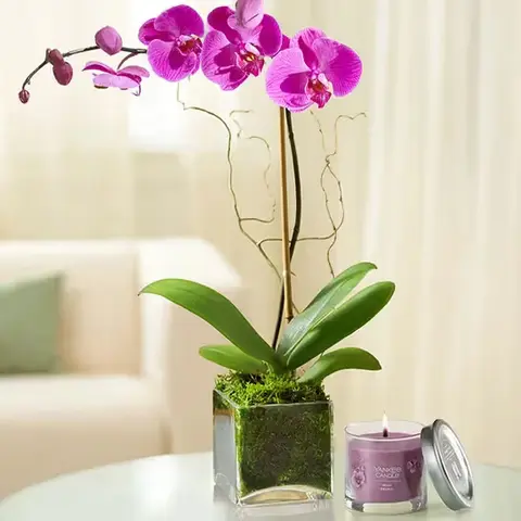 White or Purple Orchid in Cube Planter
