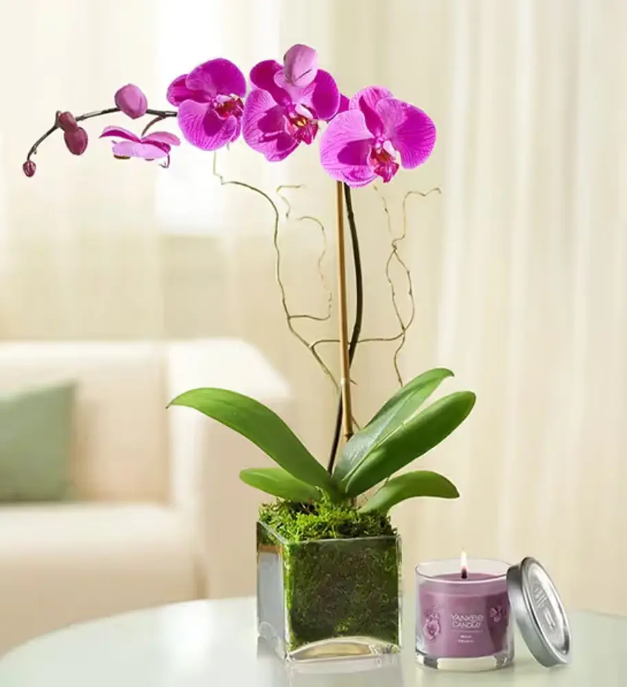 White or Purple Orchid in Cube Planter
