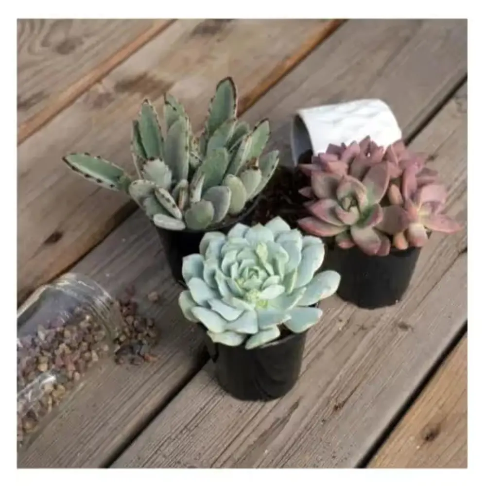 Succulent in Pot