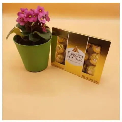 African Violet & Succulent Plant Gift