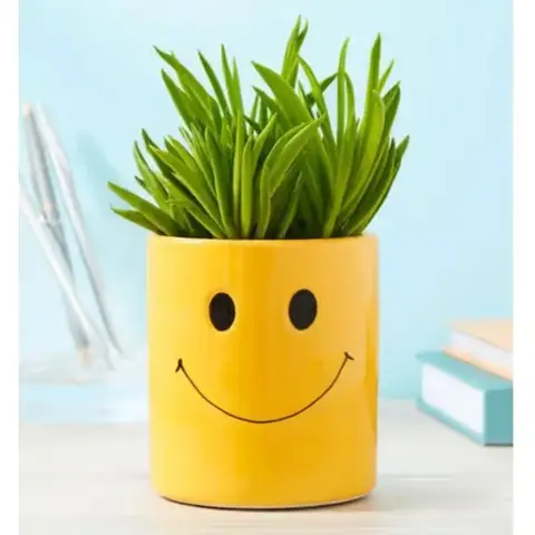 Smiley Face Peperomia