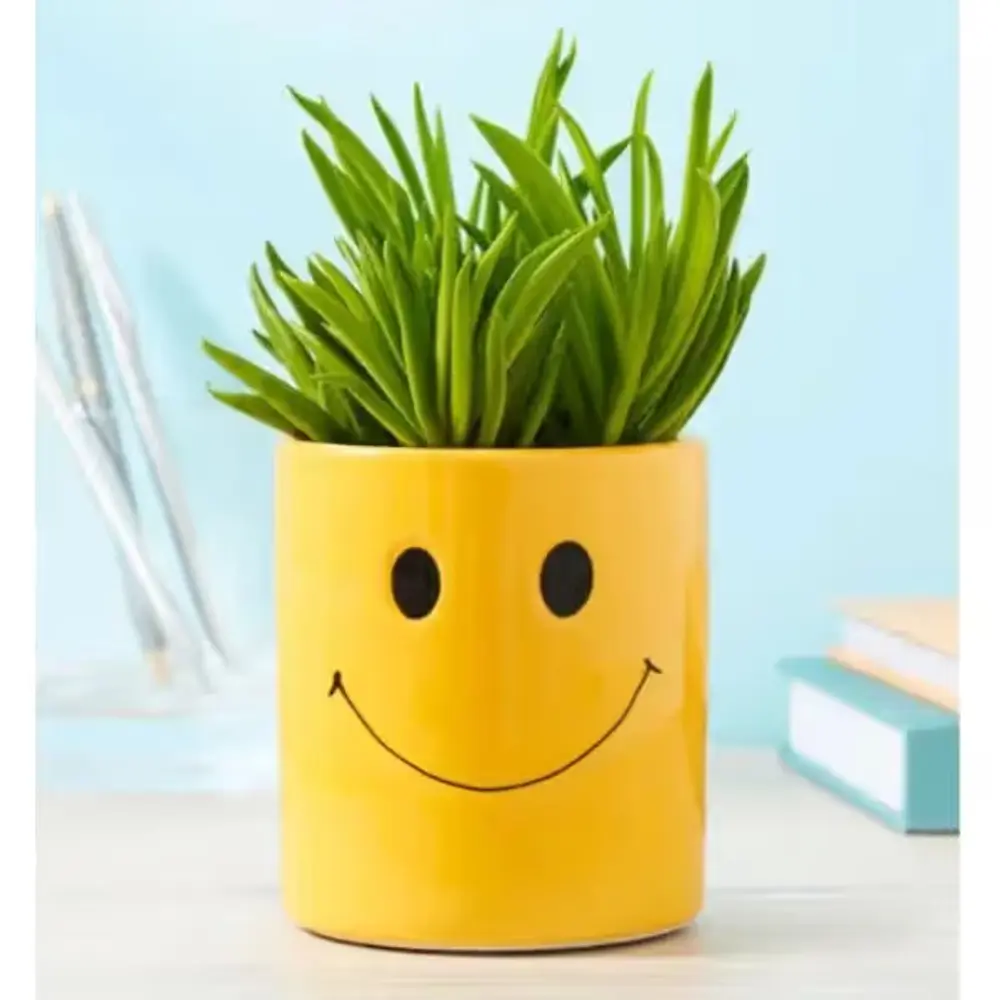 Smiley Face Peperomia