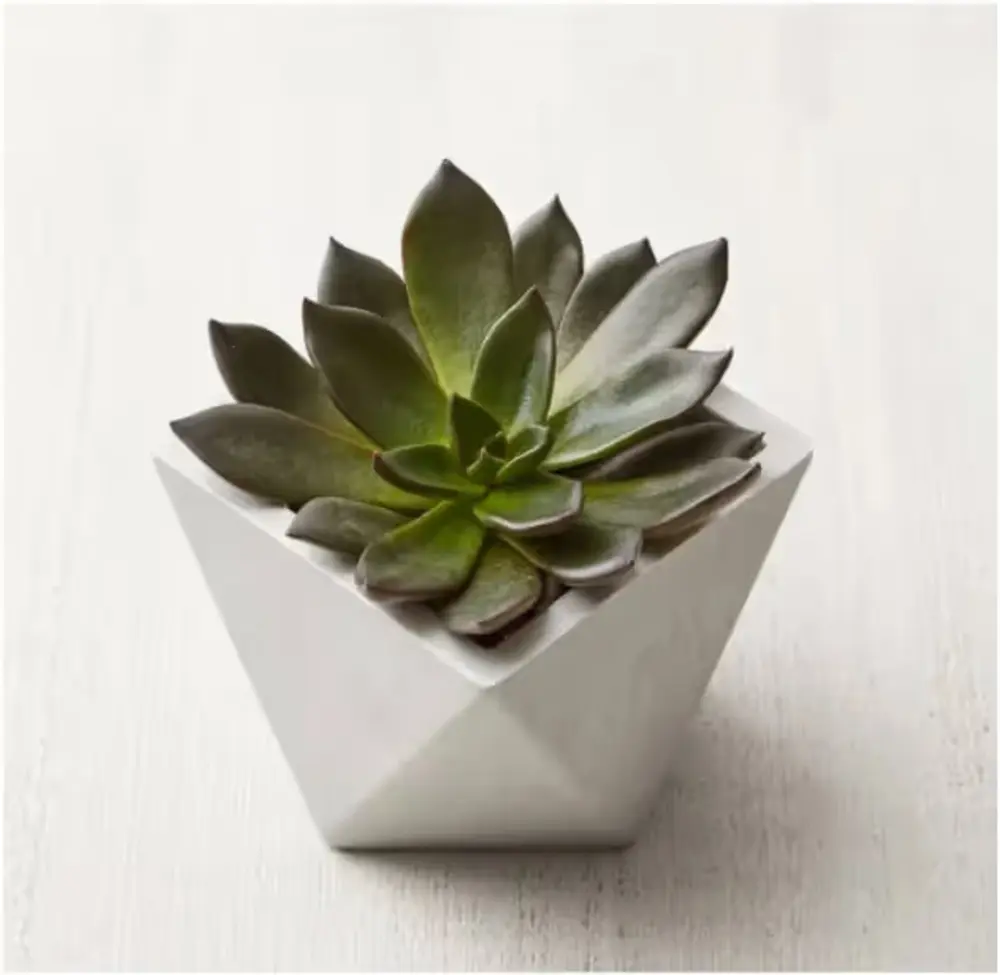 Black Echeveria Succulent