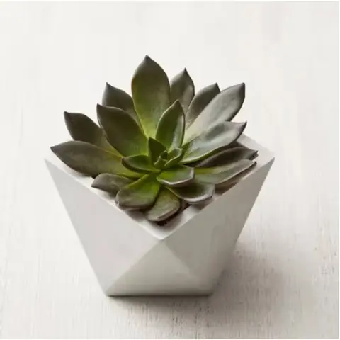 Black Echeveria Succulent