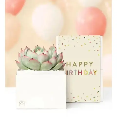 Happy Birthday Succulent Garden Box
