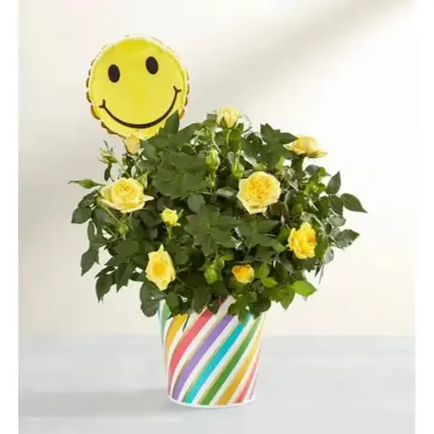 Sending You Smiles Rose Plant