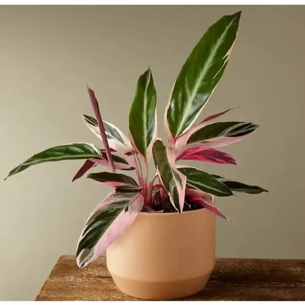 Stromanthe Triostar Plant