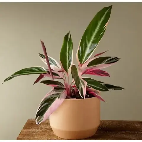 Stromanthe Triostar Plant
